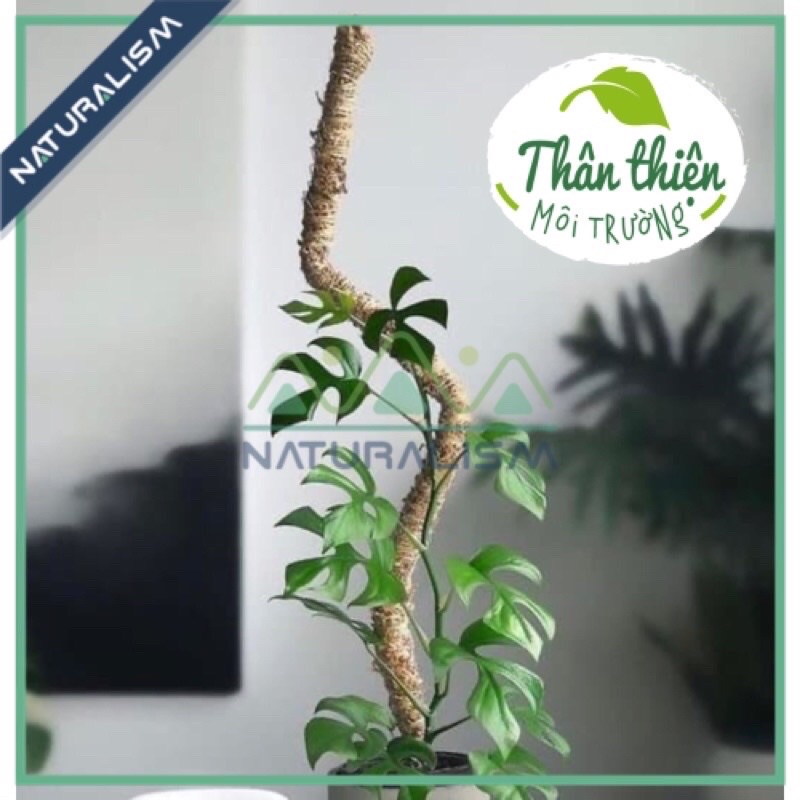 Trụ Xơ Dừa uốn Sáng Tạo Naturalism trầu bà monstera leo trầu bà mexico