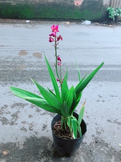 Cây Lan Đất Có Hoa Màu Tím