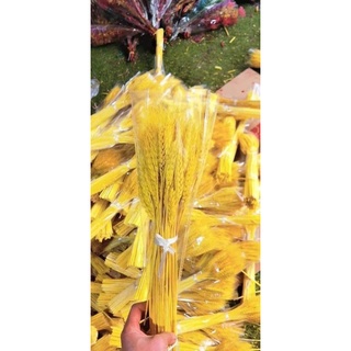 BÔNG LÚA MẠCH VÀNG CHƯNG NGÀN NĂM (100 bông)