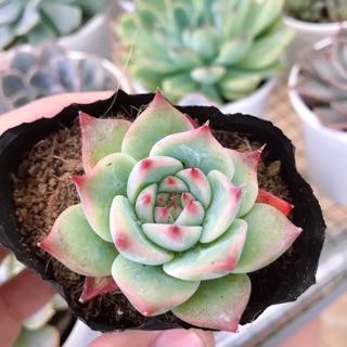 Sen Đá Bánh Bao Lửa |FREESHIP| XUẤT XỨ VIỆT NAM, ĐÃ THUẦN KHÍ HẬU, SIÊU KHOẺ ĐẸP, LỖI 1 ĐỔI 1