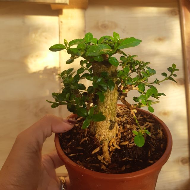 Sam hương mini
