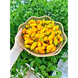 [Hạt Giống Mỹ] Ớt Siêu Cay Habanero Vàng (Gói lẻ 10 hạt)