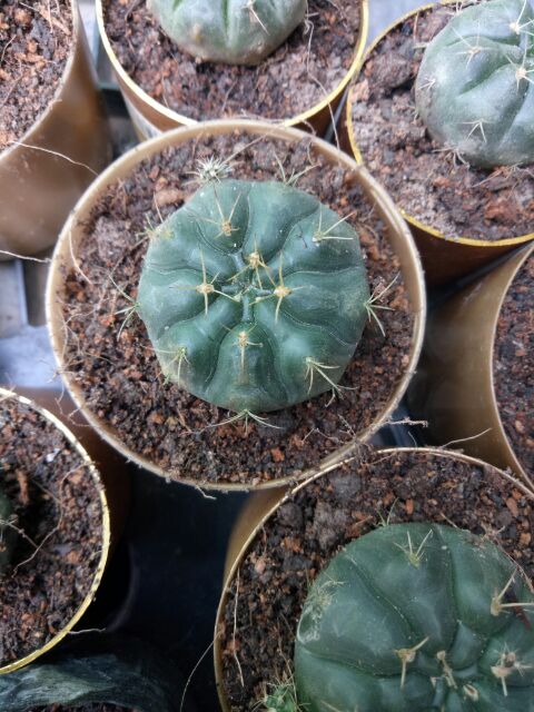 Xương rồng thần long