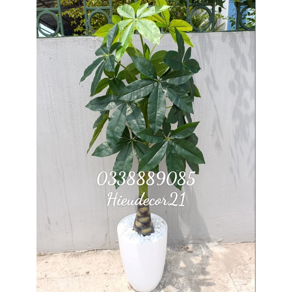 Cây giả - Cây kim ngân, cây phát lộc cao 1.1m và 1.6m trang trí cực sang chảnh ạ