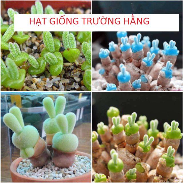 Hạt gióng cây tai thỏ mix màu 20 hạt