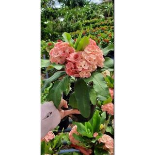 Xương rồng bát tiên vân sa cao 40-45cm