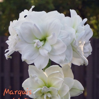 Củ lan huệ màu trắng kép, hồng kép bông to