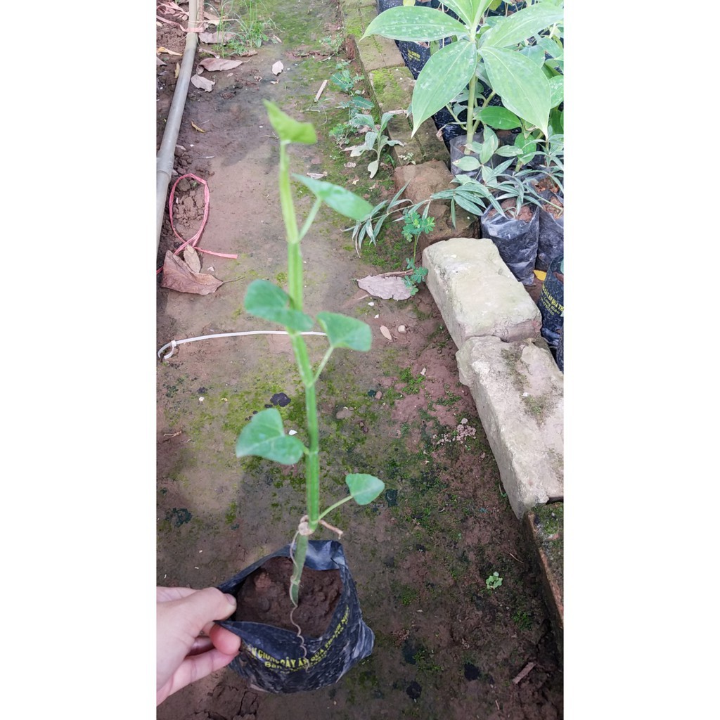 Ngũ gia bì gai  - Cây giống chuẩn