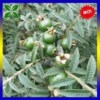 CÂY ỔI SẺ - ỔI NHẬT - ỔI LÁ KIM CAO KHOẢNG 25-30CM