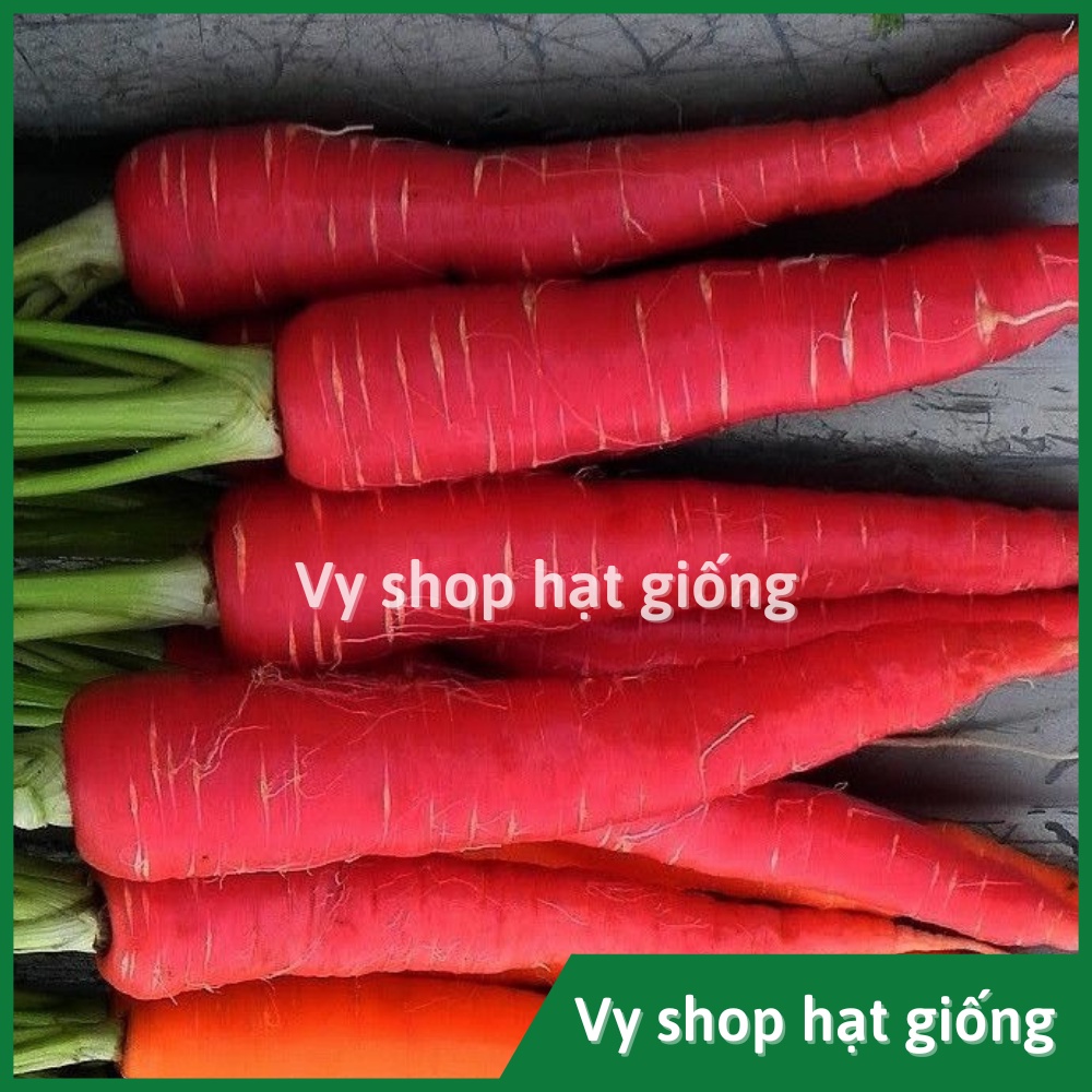 Hạt giống cà rốt đỏ Thái Lan gói 500 hạt