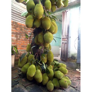 Mít Tố nữ bốn mùa