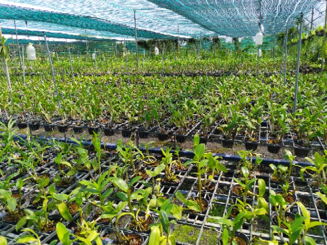 Hoa lan Dendro nắng vàng thơm
