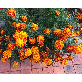Hạt Giống Hoa Cúc Vạn Thọ Pháp