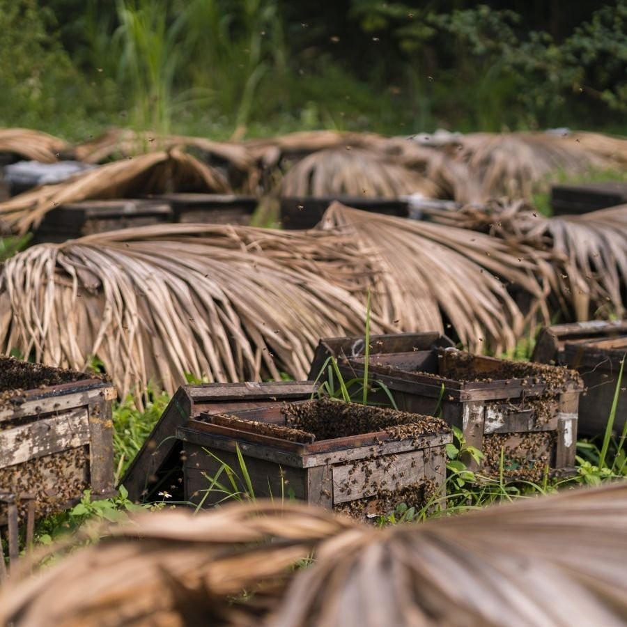 Mật ong nguyên chất hoa Bạc Hà 500g - tăng cường sức đề kháng, làm đẹp da, tốt cho dạ dày