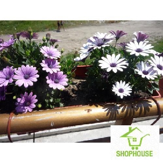 shophouse Gói 20 hạt giống cúc châu phi  SHOP HOUSE  TẾT KHUYẾN MẠI