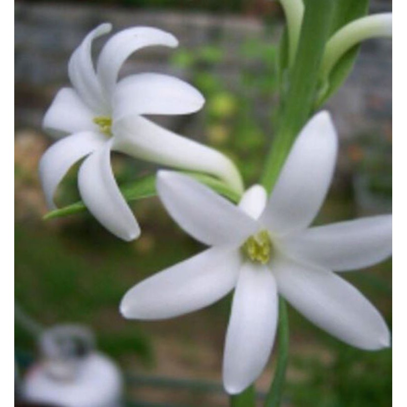 Củ Huệ ta trắng ( thơm )