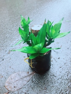 Phát Tài Mini