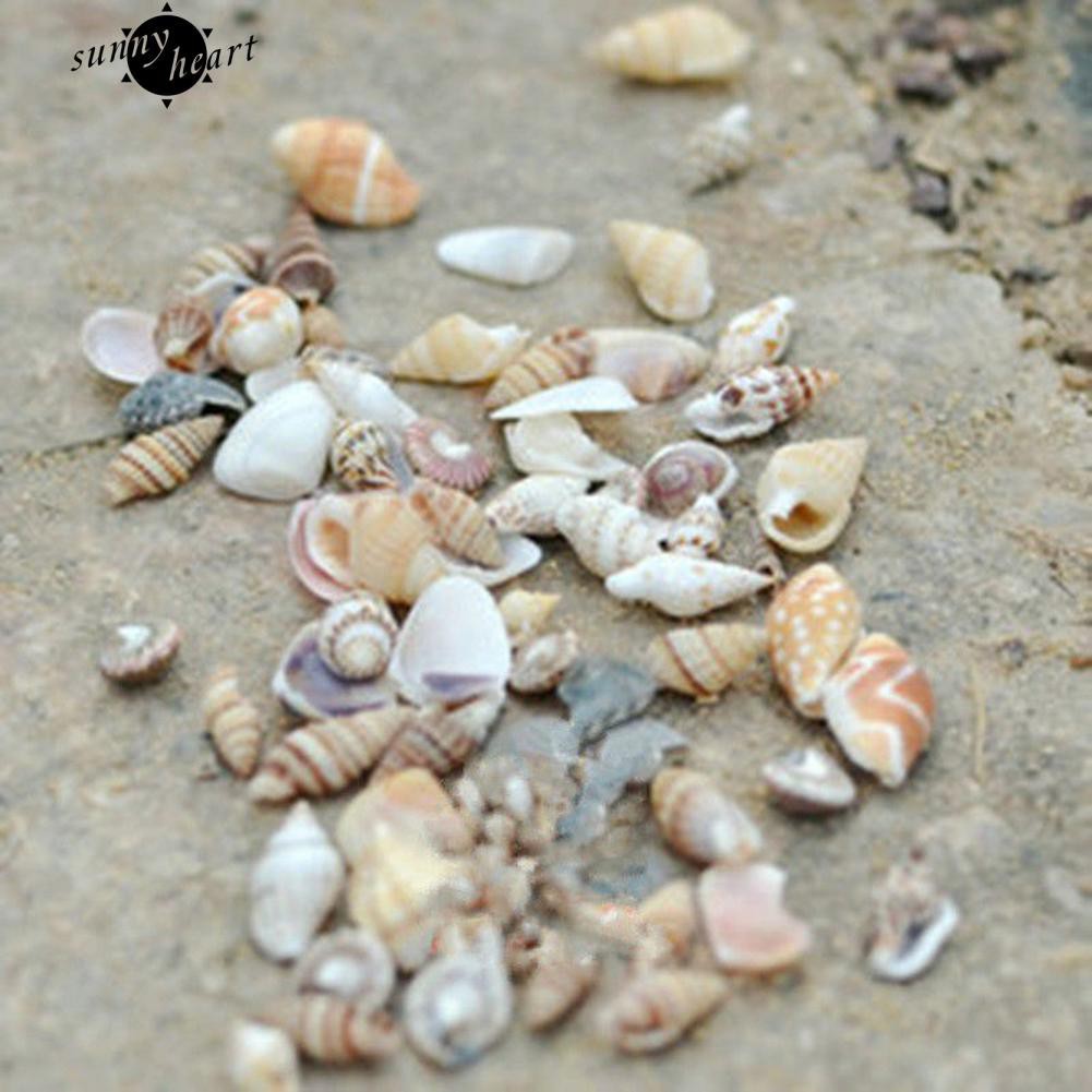 40 vỏ sò trang trí