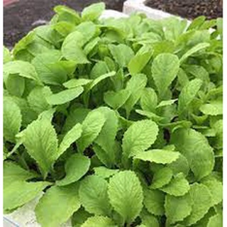 Hạt giống rau cải mơ 20 gram