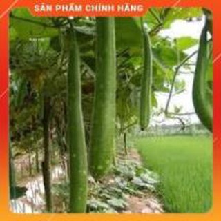 BẦU SAO TRÁI DÀI F1