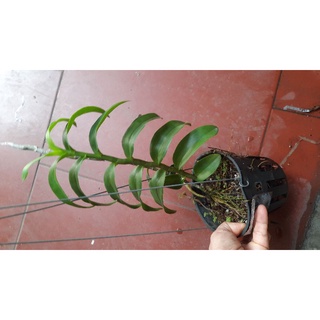 trầm rồng đỏ