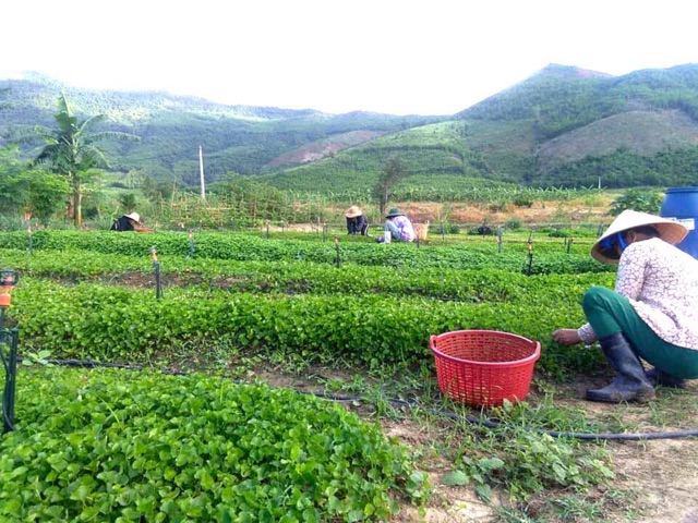 Bột rau má dalahouse