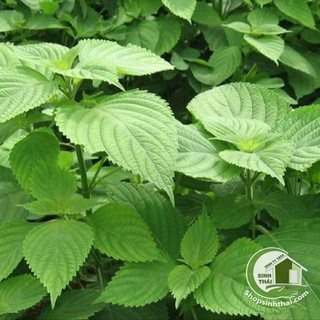 Hạt giống rau thơm kinh giới