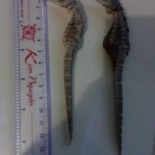 Cặp cá ngựa khô 10-12cm 1 đực 1 cái