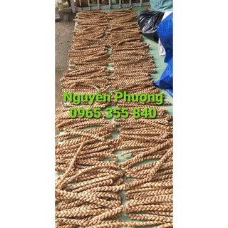 ĐẾ LỤC BÌNH CHƯNG DỪA TẾT TỰ HỦY (giá 1 cái)