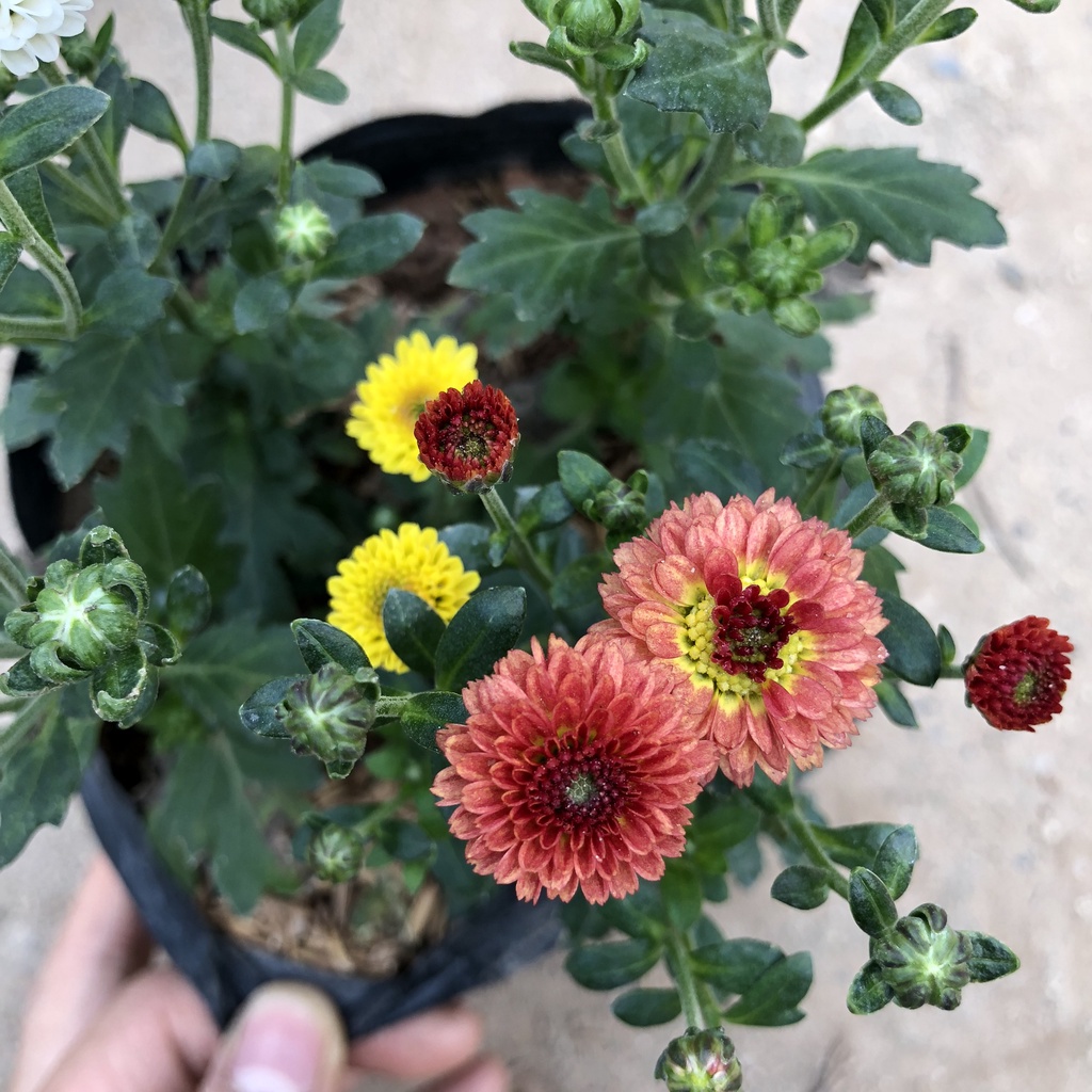 Cây hoa cúc tứ quý, chiều cao 15cm sai nụ hoa nở bắt mắt dễ chăm sóc sức sống mãnh liệt dùng trang trí sân vườn