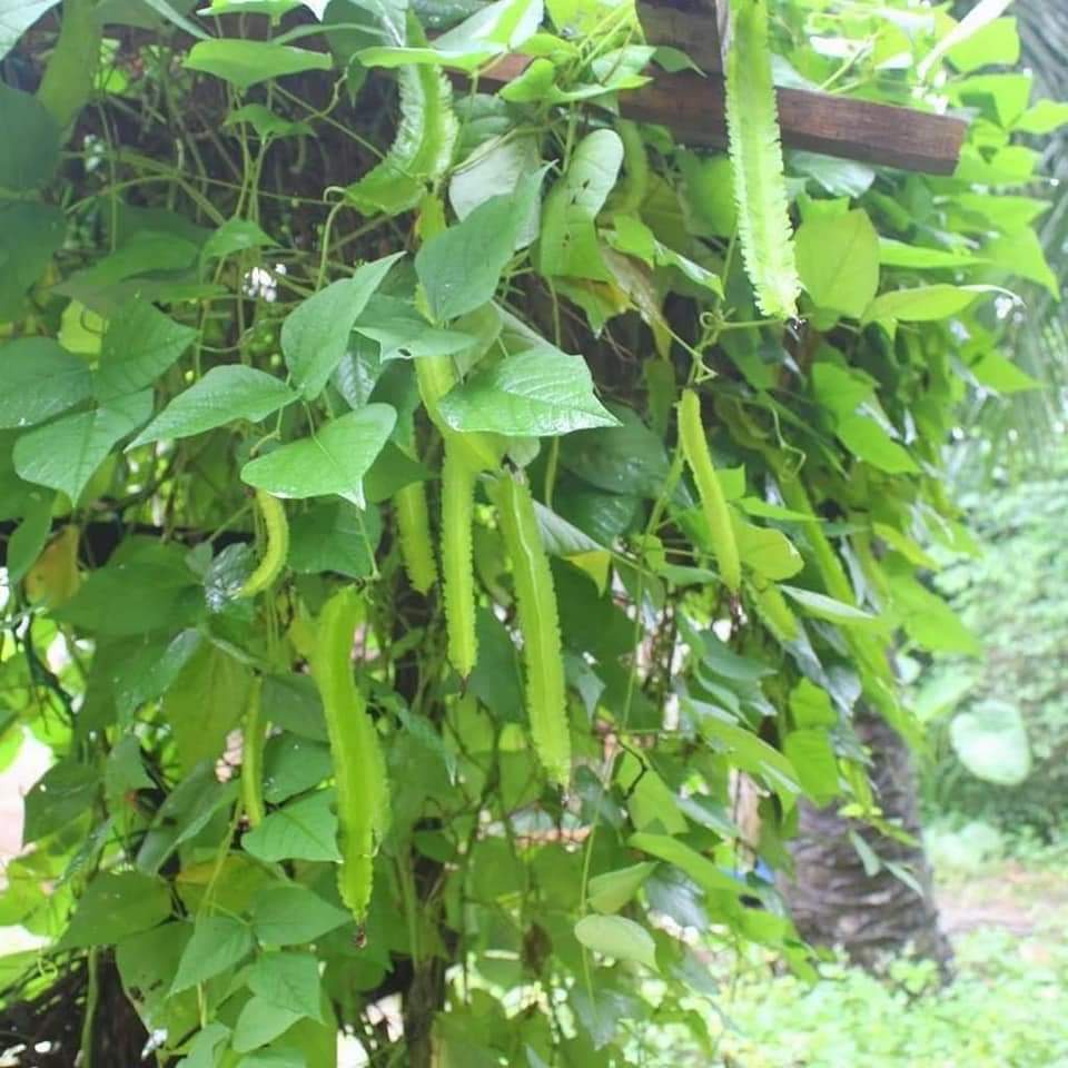 Hạt giống đậu rồng cao sản  KNS1070 - Gói 5gram