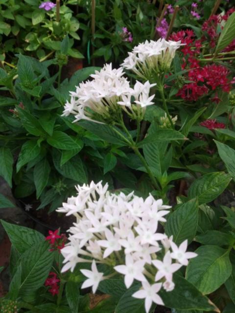 Cây hoa Diễm Châu