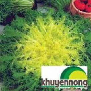 Gói 5r hạt giống xà lách hoàng đế