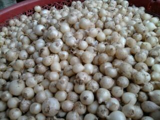 Hành tăm( củ nén)