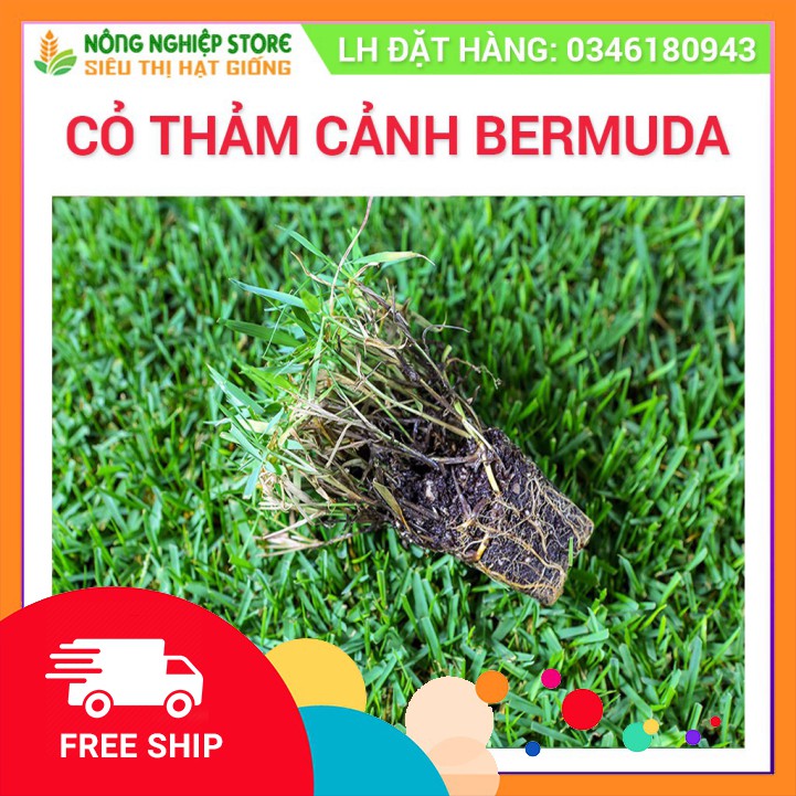 Hạt giống cỏ Bermuda cỏ thảm cảnh sân vườn,sân bóng đá,công viên,biệt thự gói 100gr giá tốt nhất