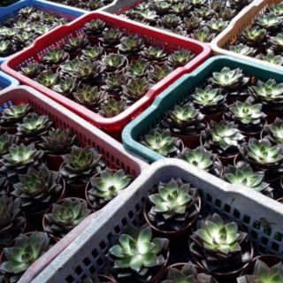 .💕🌱  Sen đá nâu.💕🌱
