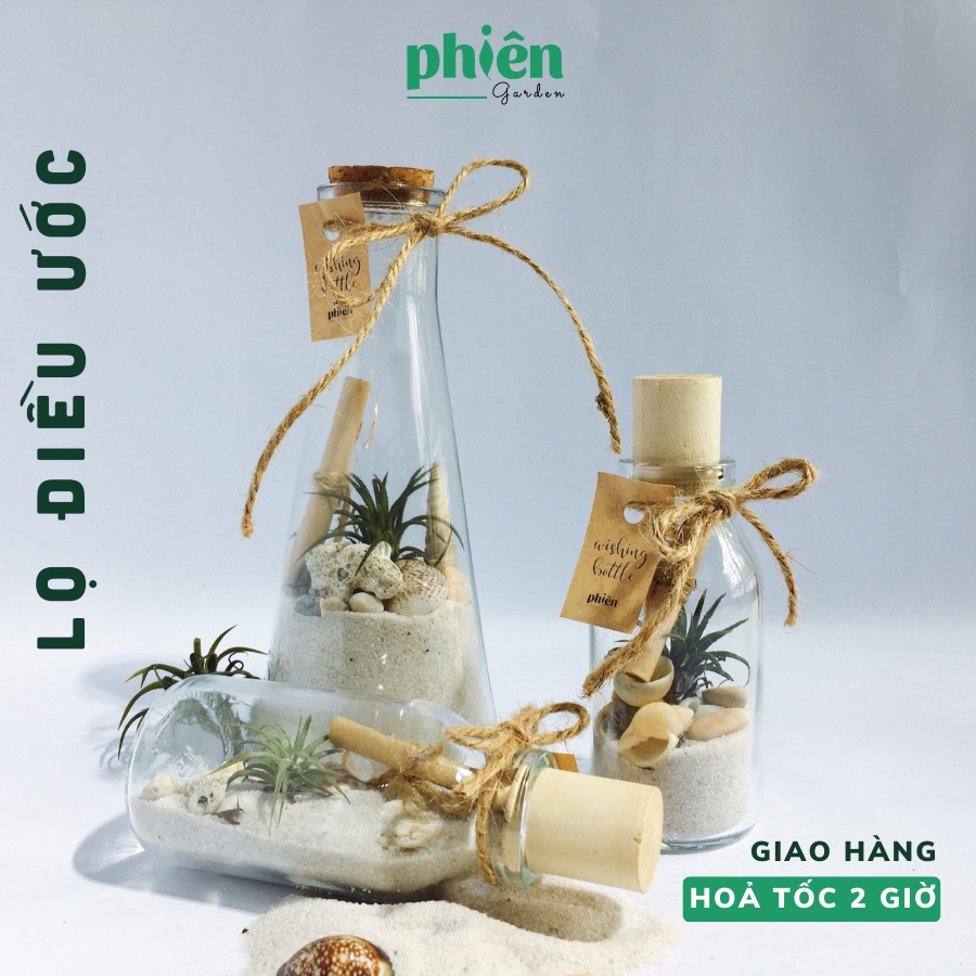 Lọ cây điều ước tặng người yêu, Lọ cây không khí trang trí vỏ ốc vintage