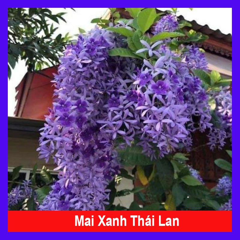 Cây mai xanh thái lan - Cây cảnh sân vườn trồng cổng rào ban công