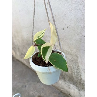 Lan Cẩm Cù lá Cẩm Thạch