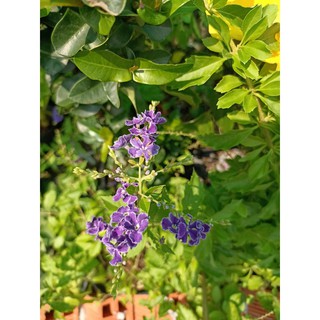 [Cây cho hoa] Chuỗi ngọc tím (cây bán hình 2, 3), cây Thanh quan, Rìa xanh, Duranta erecta L - Trang Flower