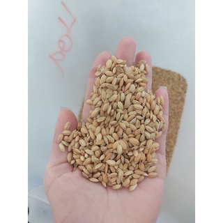 Lúa hạt tròn to (lúa Nhật túi 1kg)