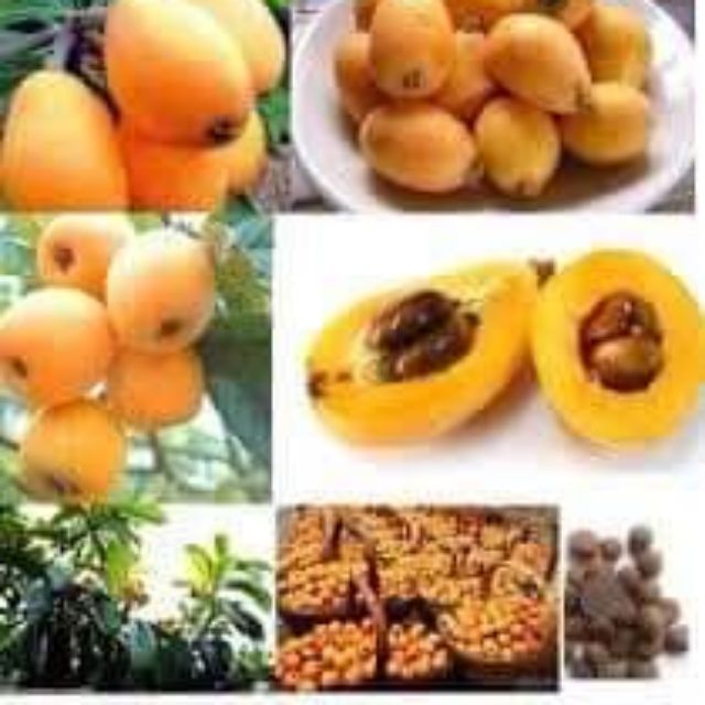 CÂY GIỐNG  BIWA