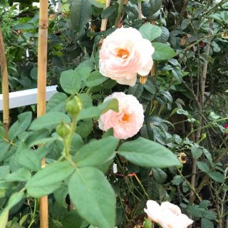 Hoa hồng heritage