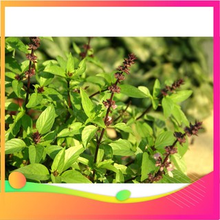 Hạt Giống Húng Quế - 100 Hạt VIETGAR