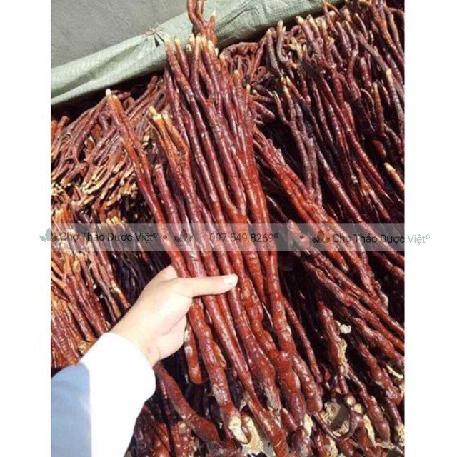 Nấm Linh Chi Sừng Hươu 1kg (Nấm Sừng Hươu)