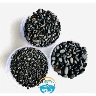 SỎI THÁI TRÃI NỀN HỒ CÁ TÉP BỊCH 1kg