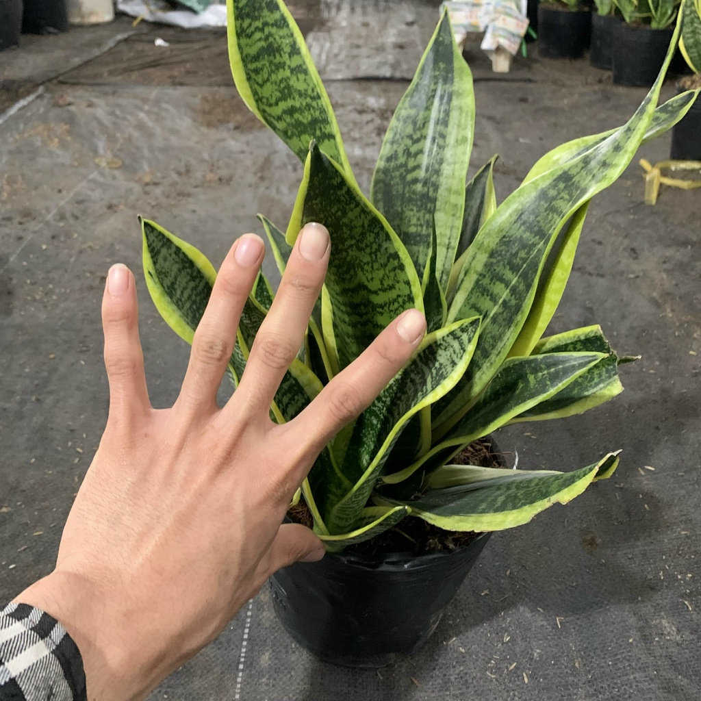 Cây lưỡi hổ trưởng thành cao 25-30cm, cây phong thủy để bàn trang trí nội thất và văn phòng