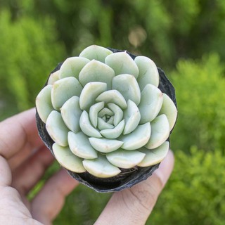 Sen đá liên đài trắng 5-7cm - Vườn sen đá
