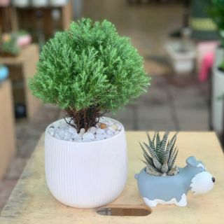 Tùng Bồng Lai để bàn ( loại lớn )
