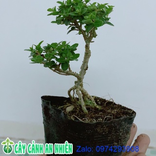 Cây Sam Hương Bonsai Mini